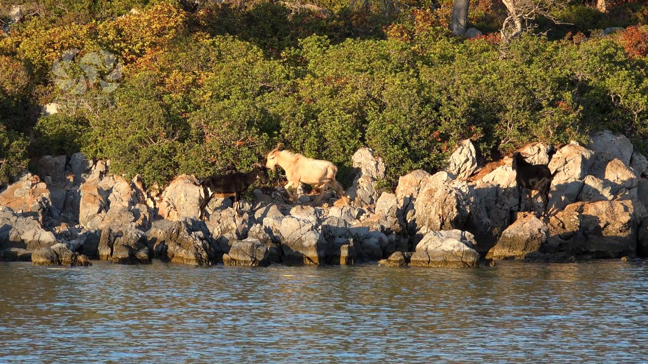 Kira Panagia Alonissos Marine Park